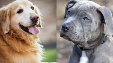 Florcitab e Zachtleven por Pixabay