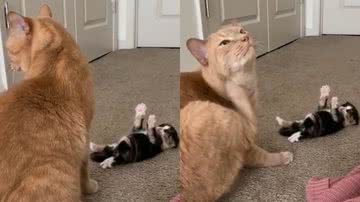 Reprodução/TikTok @mclainfowler