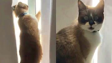 Reprodução/TikTok @matlimao