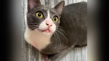 Reprodução/TikTok @nataliaantici