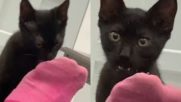 Reprodução/TikTok @giselefayall