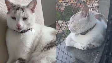 Reprodução/TikTok @gatosschmidt/