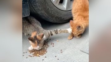 Reprodução/TikTok @cat_manta