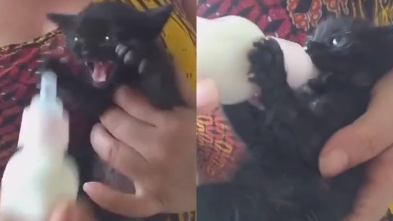 Reprodução/TikTok @brancanagahiro