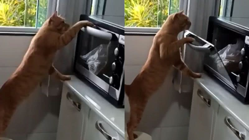 Reprodução/TikTok @gatu.nico