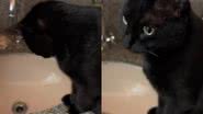 Reprodução/TikTok @4petz