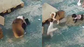 Reprodução/Twitter @choquei