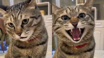 Reprodução/TikTok @manzidwxrk7