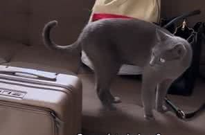 Reprodução// TikTok @trigatos