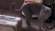 Reprodução// TikTok @trigatos