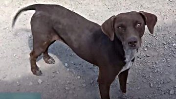 Reprodução/TV Vitória