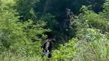 Reprodução/Redes Sociais