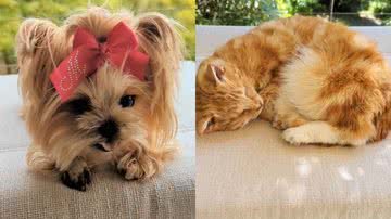 Reprodução/TikTok @chimerataxidermy