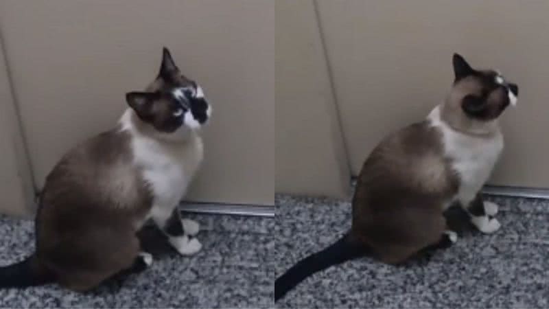 Reprodução/ Tik Tok