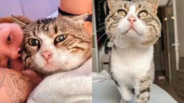 Reprodução / Instagram @eujoaoogato