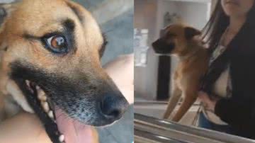 Reprodução / Tik Tok