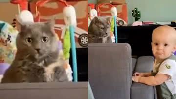 Reprodução / Instagram @thecatvibess