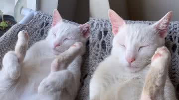 Reprodução / Instagram @gatopsiu