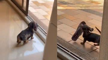 Reprodução / Twitter @salsichinhas