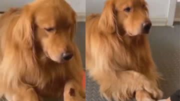 Reprodução / Instagram Cachorrinho esperto engana tutor em momento cômico: “Cara de sonso”