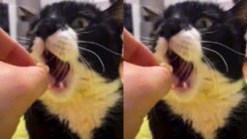 Reprodução/ Tik Tok