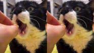 Reprodução/ Tik Tok