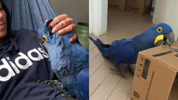 Reprodução / Tik Tok @luhanimals