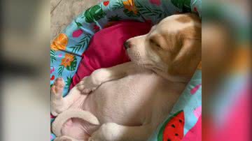 Reprodução/TikTok @yasmimgomes10