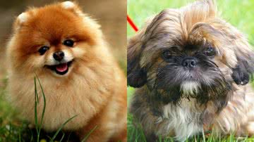 Reprodução/TikTok @pradolamanda