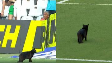 Gato preto invade campo durante Santos e Atlético-MG; veja