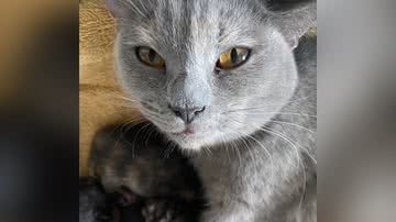 Reprodução/TikTok @rayanechristie25