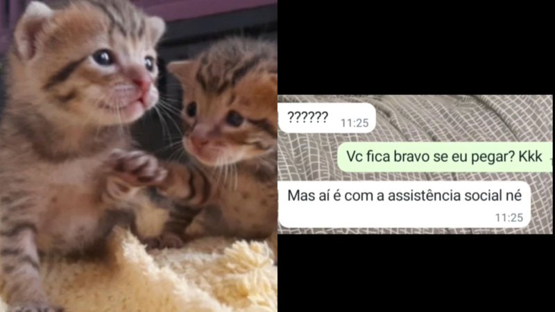 Reprodução/TikTok @dozegatitos