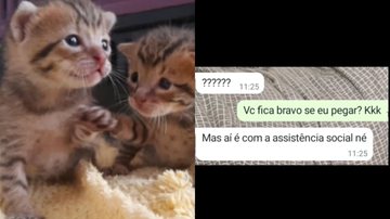 Reprodução/TikTok @dozegatitos