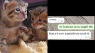 Reprodução/TikTok @dozegatitos