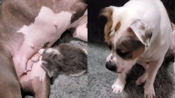 Reprodução/TikTok @mz_blaze1169