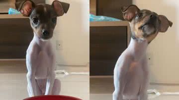 Reprodução/TikTok @derbyrodolfo