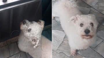 Reprodução/TikTok @user955219985927ale