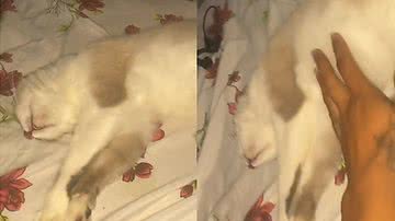 Reprodução/TikTok @weslyian