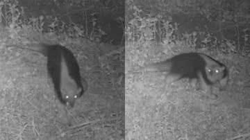 Imagem Município da Bahia recebe visita ilustre de tamanduá-mirim e momento impressiona; assista