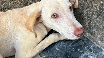 Divulgação/Ascom-PC