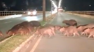 Reprodução / Redes Sociais