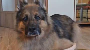 Reprodução// TikTok @darya.daily