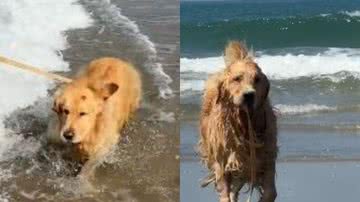 Reprodução// TikTok @ogoldenalfredo