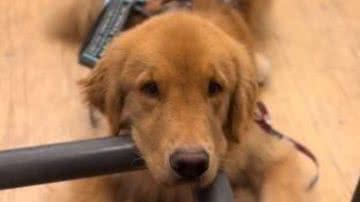 Reprodução// TikTok @borisservicedog