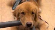 Reprodução// TikTok @borisservicedog