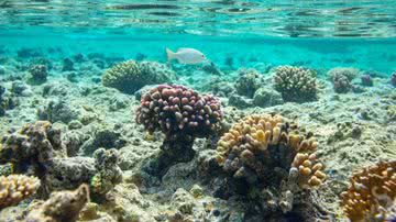 Ilustrativa / Freepik