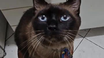 Reprodução / Redes Sociais