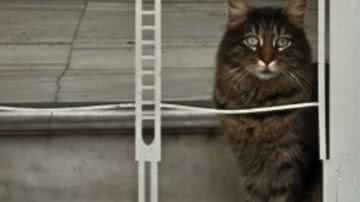 Reprodução / Redes Sociais