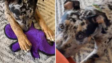 Reprodução / Redes Sociais