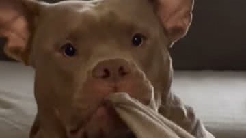 Reprodução / Redes Sociais